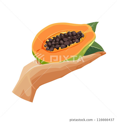 green papaya in the palm isolated on white background. Vector clipart in flat style for design green papaya in the palm isolated on white background. Vector clipart in flat style for design 116666437