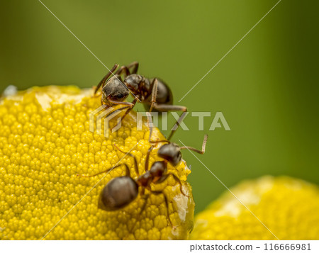 Brown ants moving around on tansy flower heads 116666981