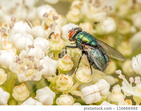 Common European Greenbottle Fly resting on flower head Common European Greenbottle Fly resting on flower head 116666988