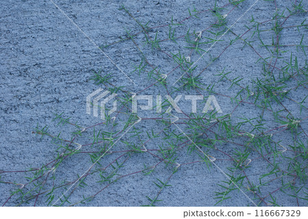 Cynodon dactylon grows by extending its prostrate stems on concrete Cynodon dactylon grows by extending its prostrate stems on concrete 116667329