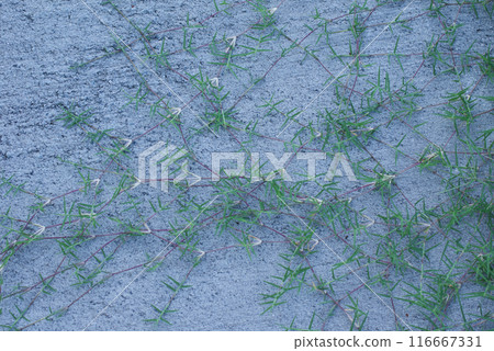 Cynodon dactylon grows by extending its prostrate stems on concrete Cynodon dactylon grows by extending its prostrate stems on concrete 116667331