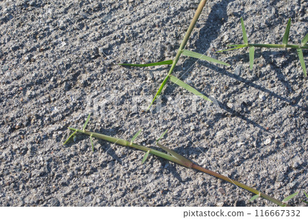 Cynodon dactylon grows by extending its prostrate stems on concrete 116667332