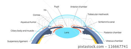 Fluids in the eye Fluids in the eye 116667741