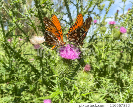Pair of orange butterflies feeding on a pink thistle flower. Pair of orange butterflies feeding on a pink thistle flower. 116667823