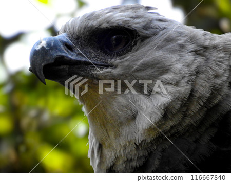 Close-up photo of a harpy eagle, typical of Iguazu Park. Close-up photo of a harpy eagle, typical of Iguazu Park. 116667840