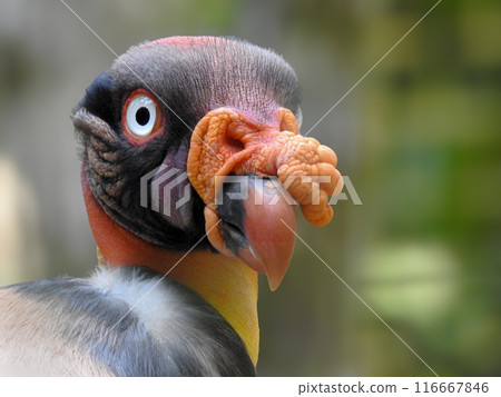 Close up photo of a condor of the jungle staring. Iguazu Bird Park 116667846
