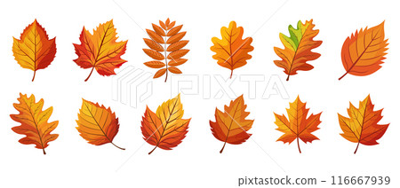 Set of colorful autumn leaves. Autumn falling leaves isolated on white background. Illustration, design elements 116667939