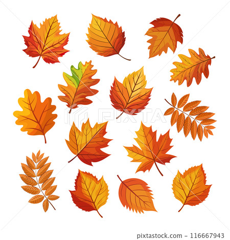 Set of colorful autumn leaves. Autumn falling leaves isolated on white background. Illustration, design elements 116667943