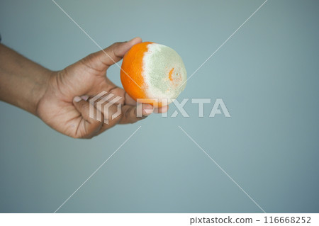 holding a Rotten orange. Moldy orange holding a Rotten orange. Moldy orange 116668252