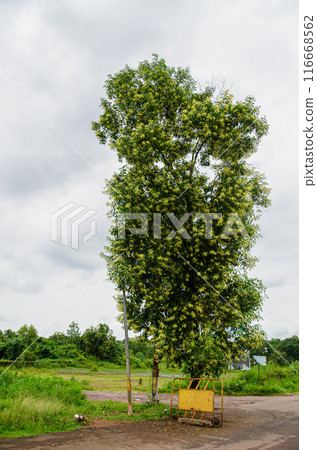 Acacia mangium tree in full blossom Acacia mangium tree in full blossom 116668562