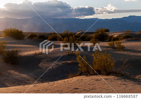 The Flat Sand Dunes 116668587