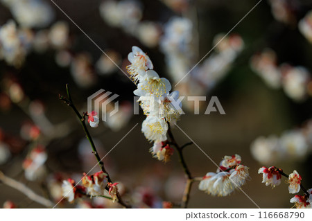 Ume, a flower that heralds spring 116668790