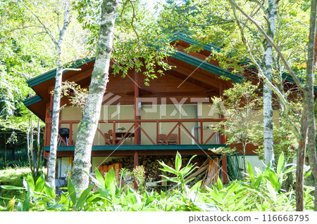 A villa on a plateau surrounded by white birch trees 116668795
