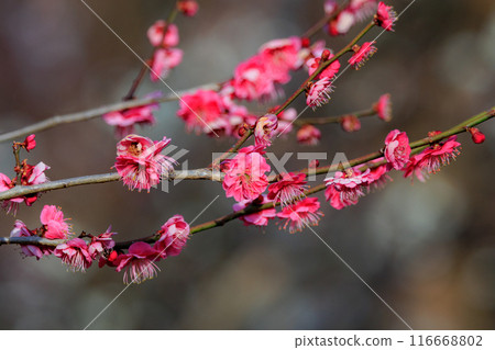 梅，預示著春天的花朵 116668802