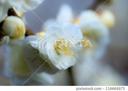 梅,預示著春天的花朵 梅,預示著春天的花朵 116668875