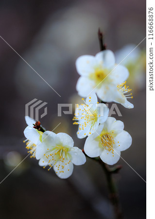 梅,預示著春天的花朵 梅,預示著春天的花朵 116668876