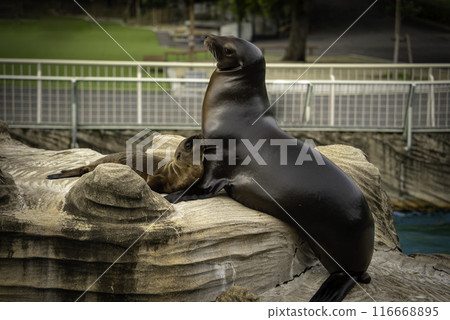 Parent and child of California sea lion Parent and child of California sea lion 116668895