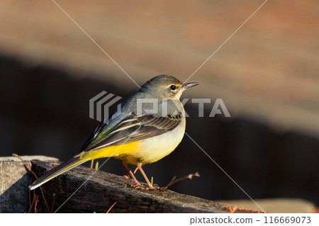 A beautiful bird, gray wagtail, who is vigilant, likes the waterside, and wears a bright lemon yellow. 116669073