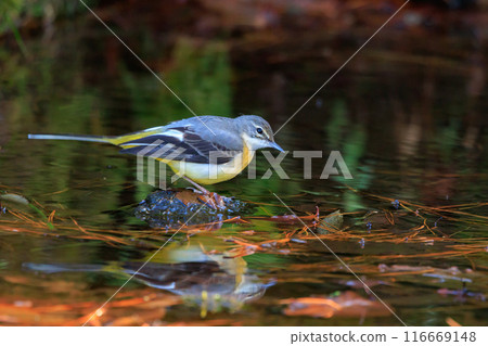 A beautiful bird, gray wagtail, who is vigilant, likes the waterside, and wears a bright lemon yellow. 116669148
