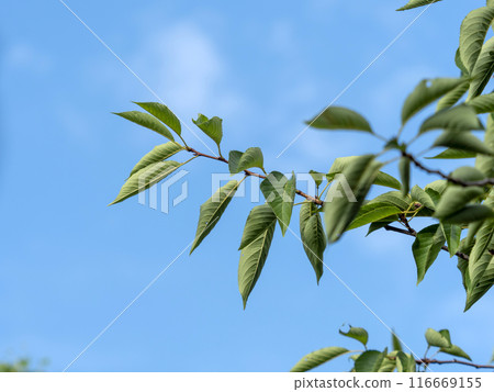 充滿活力的新鮮綠色櫻花葉和藍天 116669155