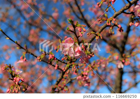 Sakura, a Japanese flower that colors encounters and farewells 116669250