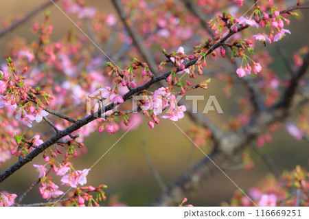 Sakura, a Japanese flower that colors encounters and farewells Sakura, a Japanese flower that colors encounters and farewells 116669251