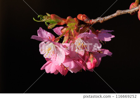 Sakura, a Japanese flower that colors encounters and farewells 116669252