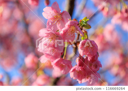 櫻花,一種為相遇和告別著色的日本花 櫻花,一種為相遇和告別著色的日本花 116669264