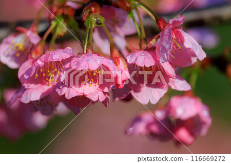 Sakura, a Japanese flower that colors encounters and farewells 116669272