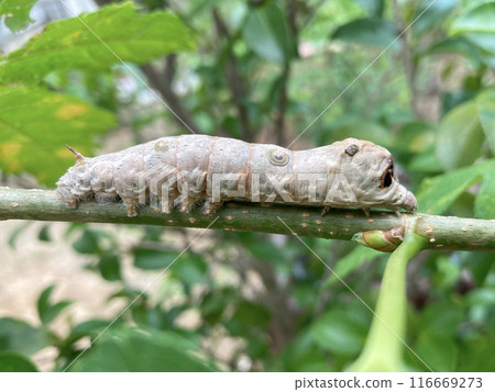 Wild silkworm larvae on a mulberry tree branch Wild silkworm larvae on a mulberry tree branch 116669273