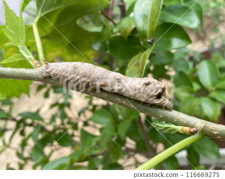 桑樹樹枝上的嘎嘎(野蠶)幼蟲 桑樹樹枝上的嘎嘎(野蠶)幼蟲 116669275