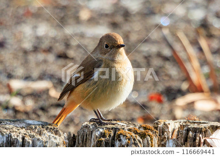 A female Daurian Redstart, a winter bird loved for its cute behavior and nicknamed Joviko. 116669441