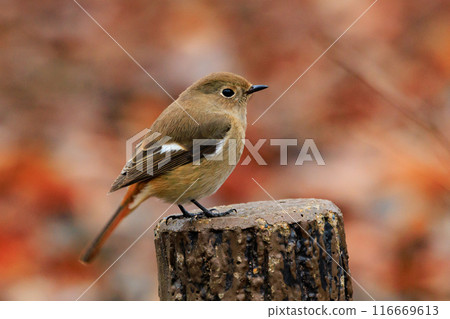 A female Daurian Redstart, a winter bird loved for its cute behavior and nicknamed Joviko. A female Daurian Redstart, a winter bird loved for its cute behavior and nicknamed Joviko. 116669613
