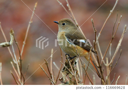 A female Daurian Redstart, a winter bird loved for its cute behavior and nicknamed Joviko. A female Daurian Redstart, a winter bird loved for its cute behavior and nicknamed Joviko. 116669628