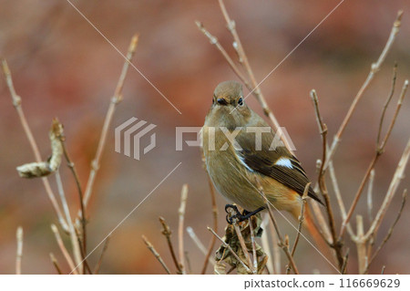 A female Daurian Redstart, a winter bird loved for its cute behavior and nicknamed Joviko. A female Daurian Redstart, a winter bird loved for its cute behavior and nicknamed Joviko. 116669629