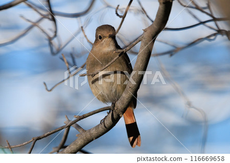 A female Daurian Redstart, a winter bird loved for its cute behavior and nicknamed Joviko. A female Daurian Redstart, a winter bird loved for its cute behavior and nicknamed Joviko. 116669658