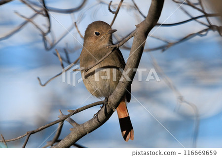 A female Daurian Redstart, a winter bird loved for its cute behavior and nicknamed Joviko. A female Daurian Redstart, a winter bird loved for its cute behavior and nicknamed Joviko. 116669659