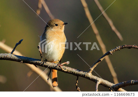 A female Daurian Redstart, a winter bird loved for its cute behavior and nicknamed Joviko. 116669673