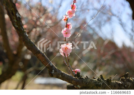 Pink plum blossoms are amazing 116669683