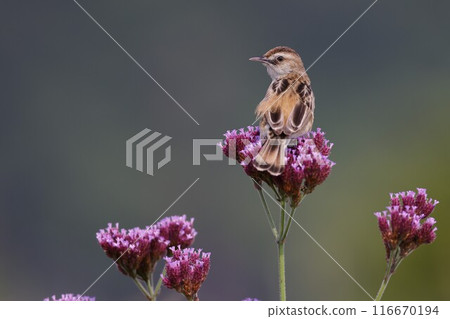 夏天，一隻名叫塞卡的小鳥棲息在一朵紫色的花朵上。 116670194