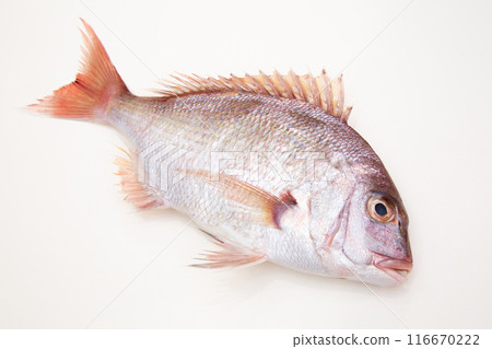 Fresh red sea bream 116670222