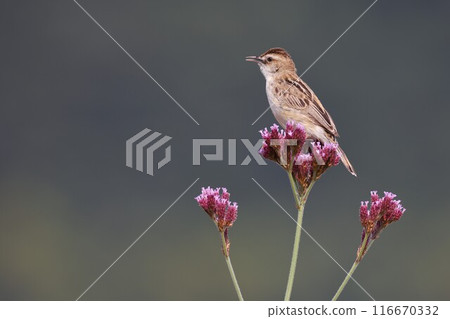 夏天,一隻名叫賽卡的小鳥停在草地上唱歌。 夏天,一隻名叫賽卡的小鳥停在草地上唱歌。 116670332