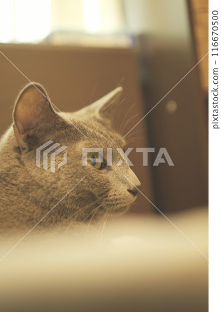Cat's daily material 116670500