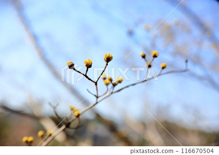 可愛的玉髓花 可愛的玉髓花 116670504