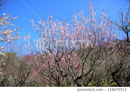 粉紅色的梅花盛開 116670512