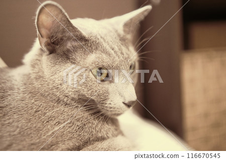 貓的日常用品 貓的日常用品 116670545