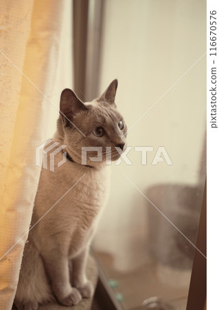 貓的日常用品 116670576