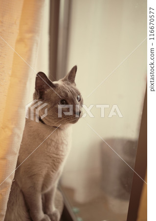 Cat's daily material 116670577