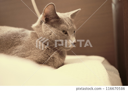 貓的日常用品 116670586