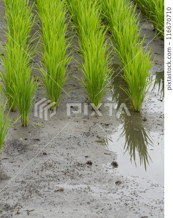 Rice fields under water after gas release 116670710